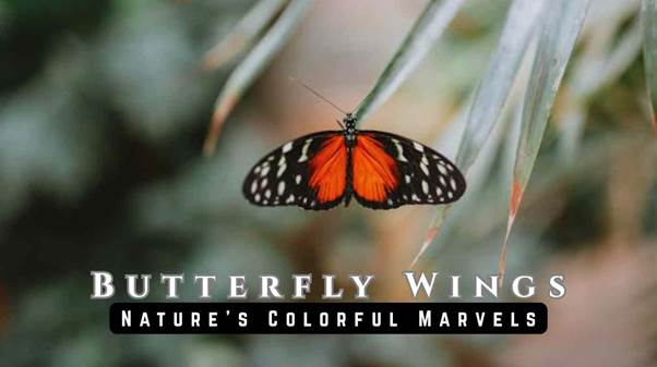butterfly wings