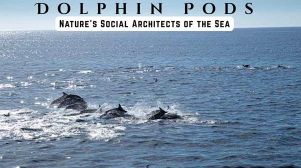 dolphin pods
