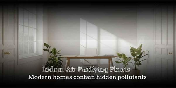 indoor air purifying plants