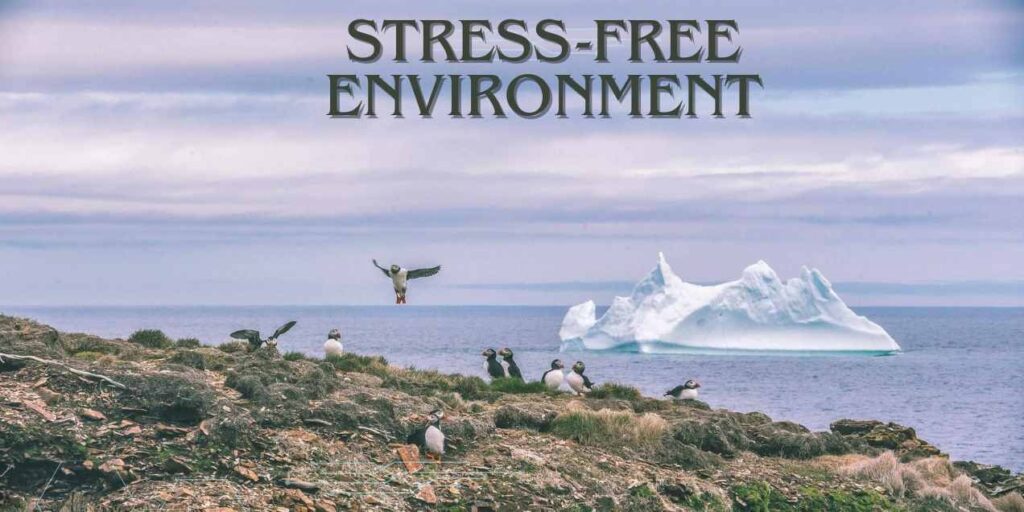 stress-free environment