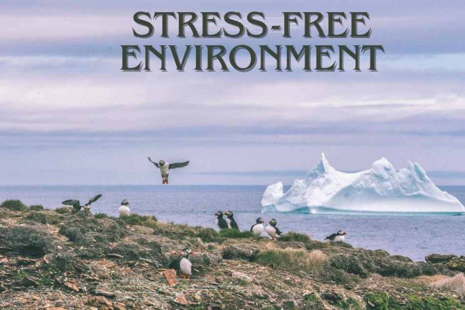stress-free environment