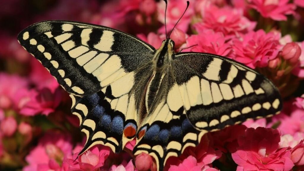 swallowtail species