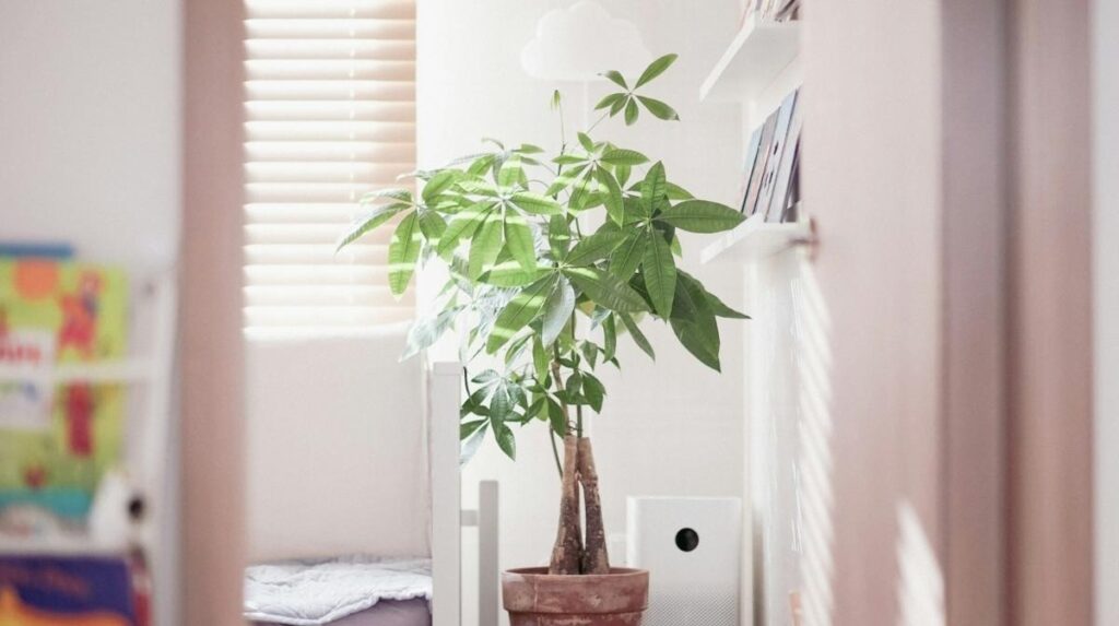Indoor Air Purifying Plants