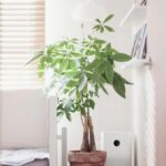 Indoor Air Purifying Plants