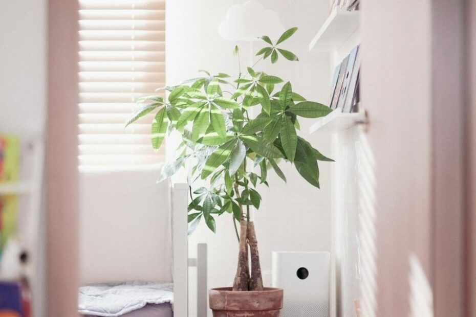 Indoor Air Purifying Plants