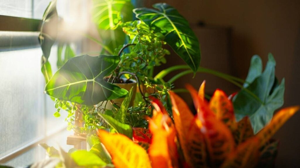 Placing plants in direct sunlight